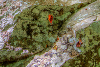 Fall Leaves, Boulders, Petit Jean State Park, Arkansas