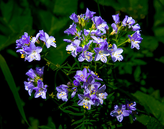 Jacob's Ladder