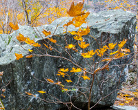 Granite Boulder, Golden Leaves, Smugglers Notch, Vermont