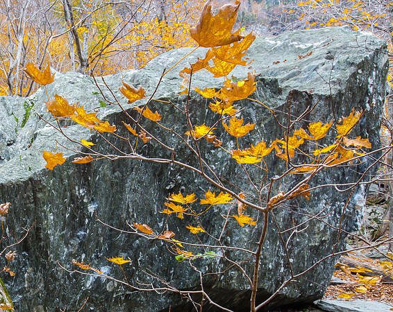 Granite Boulder, Golden Leaves, Smugglers Notch, Vermont