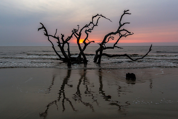 Driftwood Beach, Sunrise, Jekyll Island
