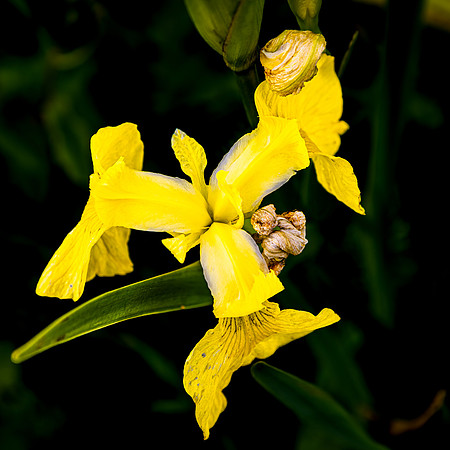 Yellow Iris; County Kerry