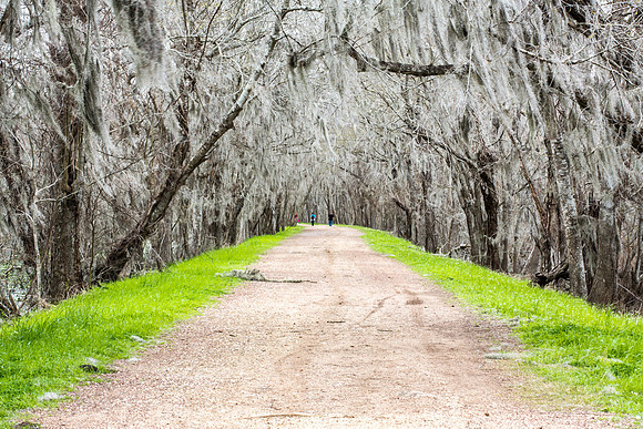 Spring Begins, Green and Gray, Brazos Bend SP