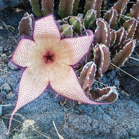 Star Cactus, Oahu