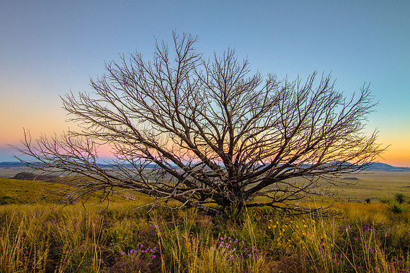 Mesquite Sunset, Davis Mountain State Park, Texas
