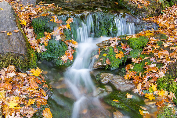 Forest Stream, Fall Leaves, Vermont