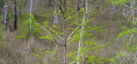 Trees, Everglades, Florida