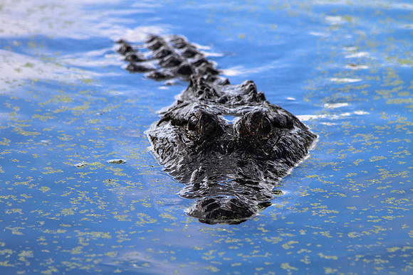 Alligator, Watchful Eyes, Brazos Bend SP