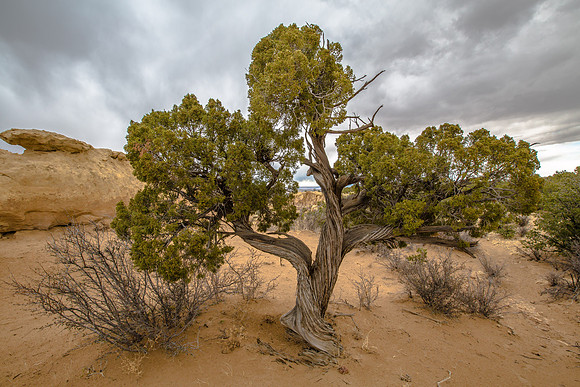 Beautiful Pinon Pine Tree, Malpais Nationl Monument