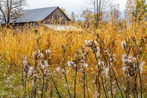 Fall Grasses and Flowers, Old Barn, Upstate New York