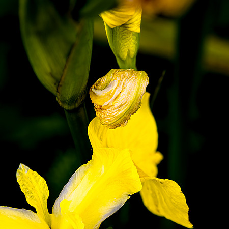Yellow Iris; County Kerry