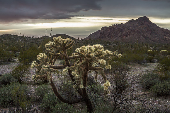 Cholla Steel Grey Sky, Organ Pipe Cactus Nat'l Monument