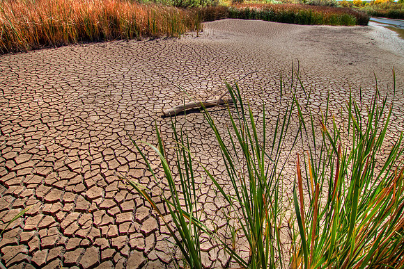 Dry Lakebed, Bosque del Apache
