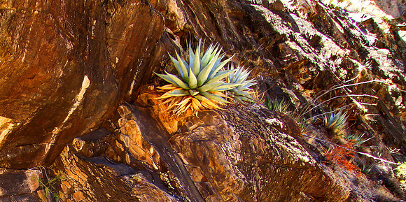 Life on the Rockface, Along the Windows Trail, Big Bend NP