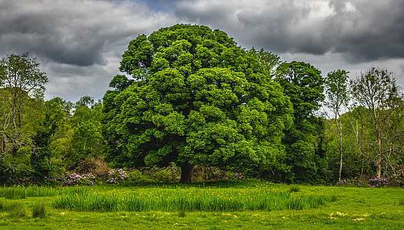 Trees at Muckross