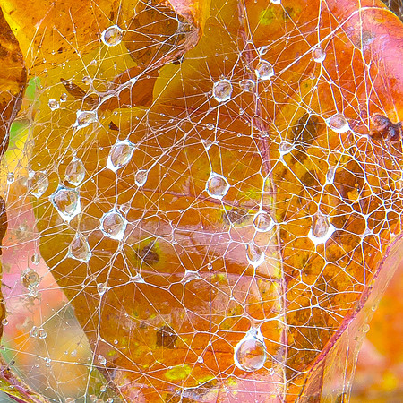 Watery Web, New Hampshire Forest