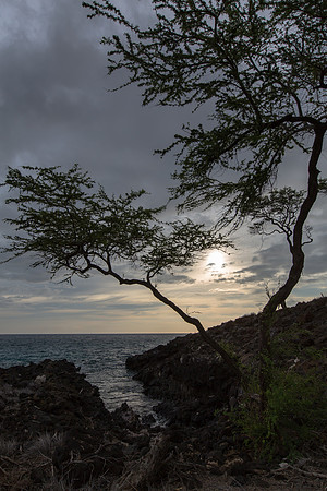 Hawaii Sunset Tree