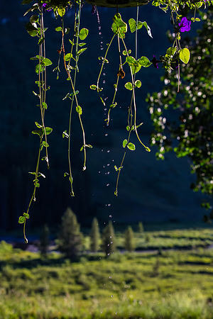 Falling Droplets, Slate River Valley