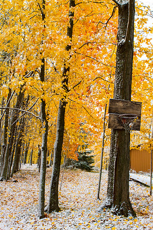 A Winter Sport, Michigan UP
