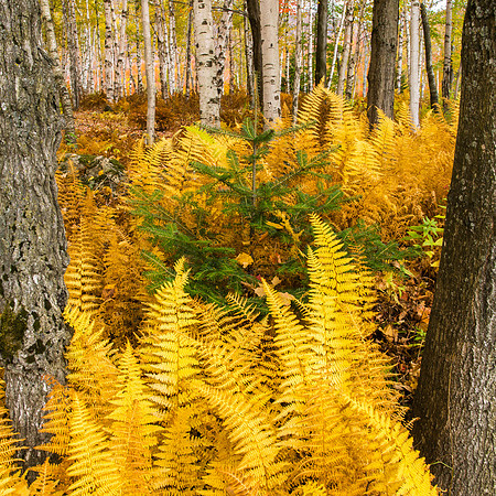 Fall Beauty, Vermont