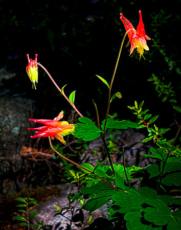 Red Columbine