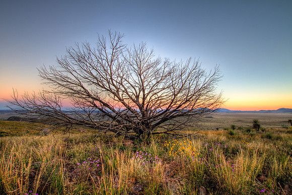 Mesquite at Sunset II, Davis Mountain State Park, Texas