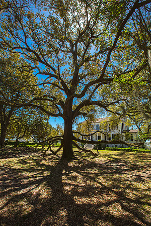 Tree, Antebellum Home, Beaufort, SC
