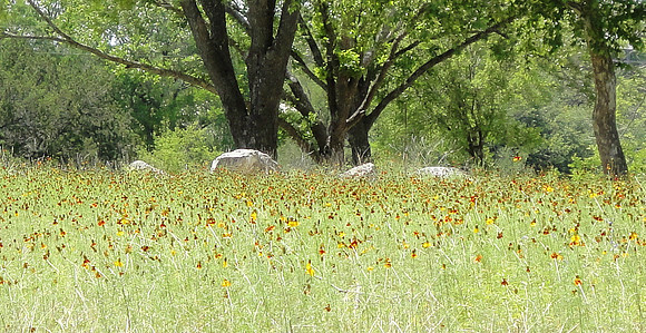 Hill Country Spring Flowers, near Hunt, Texas