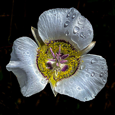 Mariposa