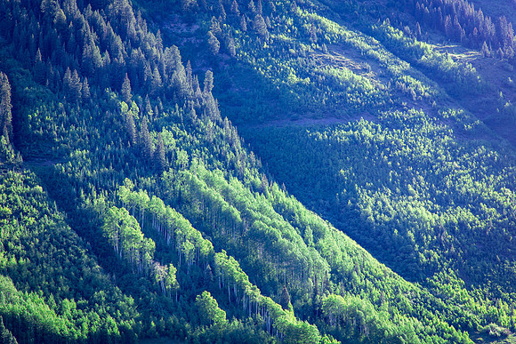 Green Hillside, Crested Butte