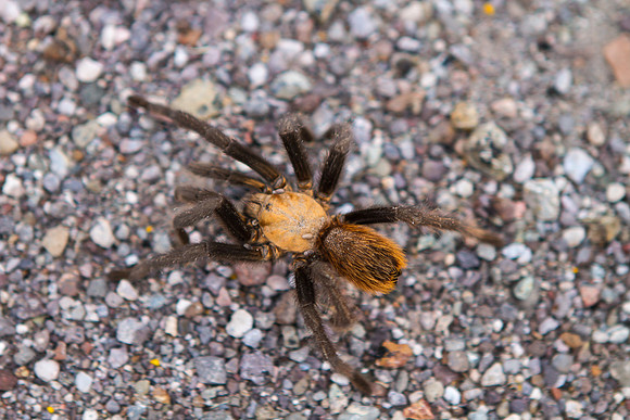 Tarantula Crossing, Big Bend NP