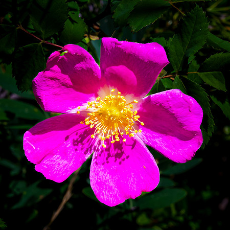 Wild Rose