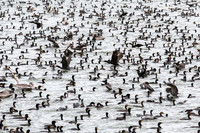 Cormorants, Off Pea island, Outer Banks