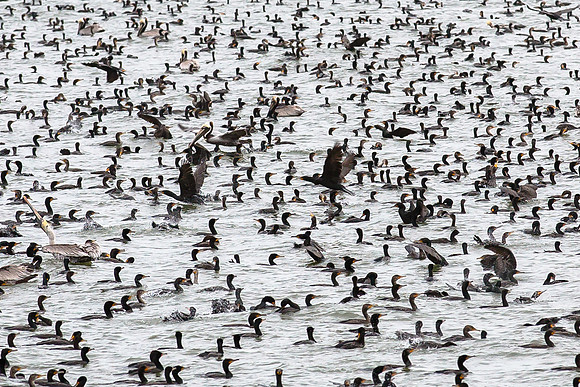 Cormorants, Off Pea island, Outer Banks