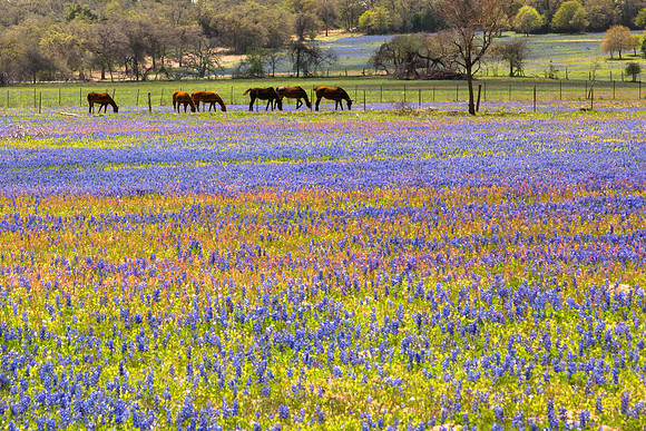 Horses, Bluebonnets and Paintbrush, Texas