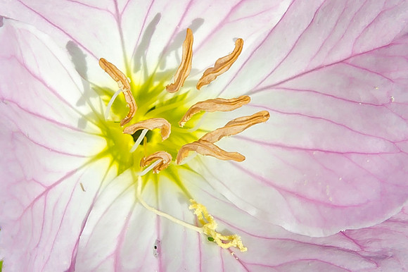 Spring Flower