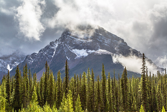 Backlit Firs, Mountain; Icefields Parkway, Alberta, Canada
