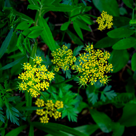 Mountain Parsley