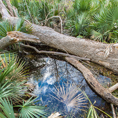 Palmetto State Park