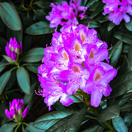 Rhododendron