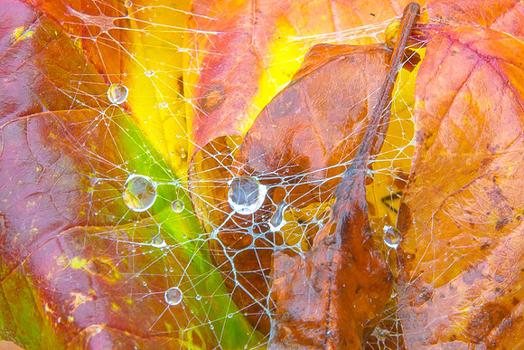 Glistening Water Web, New Hampshire Forest