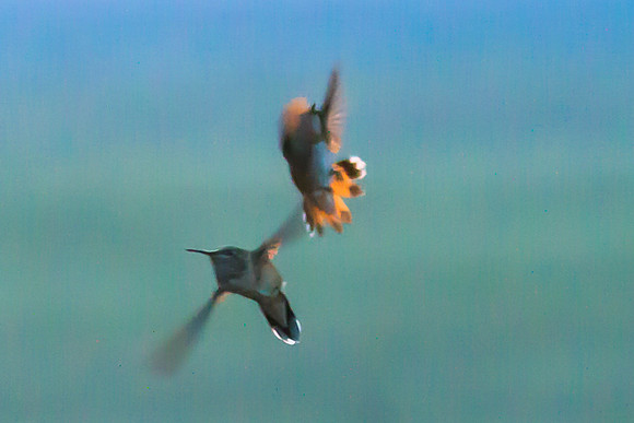 Hummingbirds Dance in Flight, Colorado