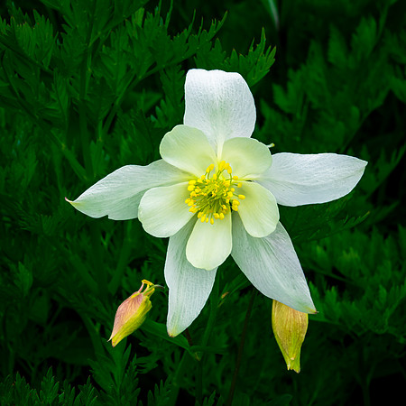 Columbine