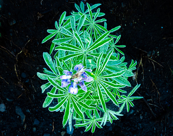 Lupine