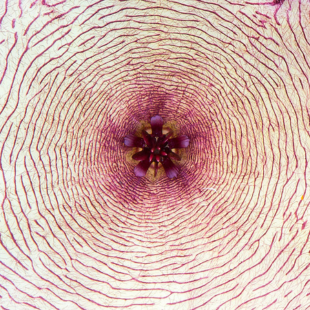 Detail, Star Cactus, Oahu
