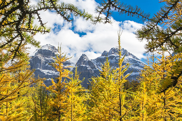 Inside the Larch Forest, Banff National Park