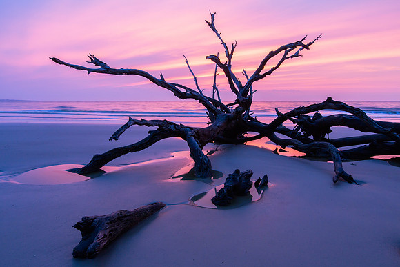 Rose Dawn, Driftwood, Atlantic Ocean, Jekyll Island