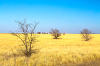 Grasslands in Winter, near Turkey TX