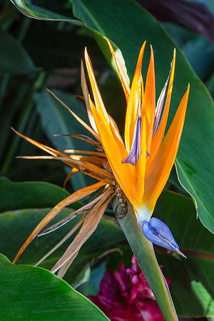 Bird of Paradise, Oahu