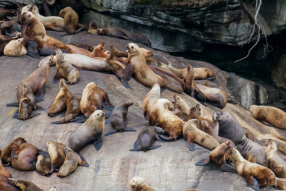 Seal Island, Alaska